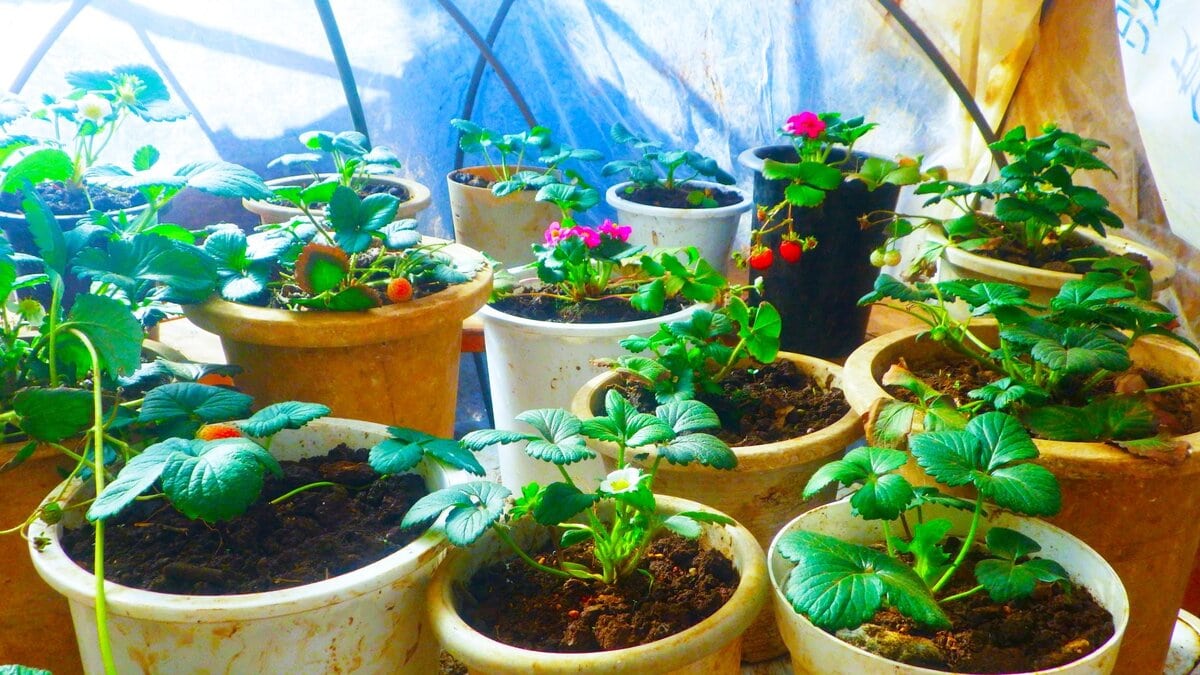 相変わらず、こんな寒さの中でもイチゴ作りに奮闘している。