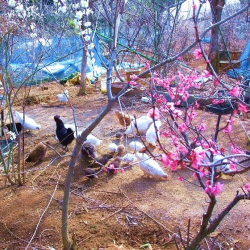 寒気の中で梅の蕾がふくらむ・・・あと40日するとこの写真みたいな風景が訪れる。