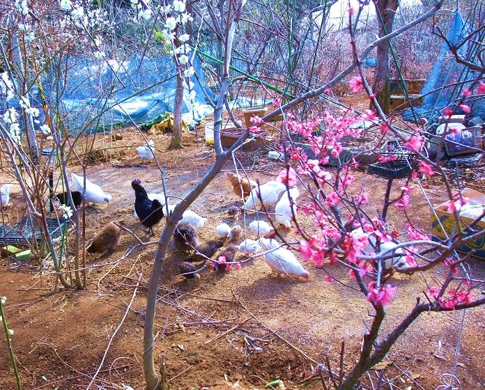 寒気の中で梅の蕾がふくらむ・・・あと40日するとこの写真みたいな風景が訪れる。