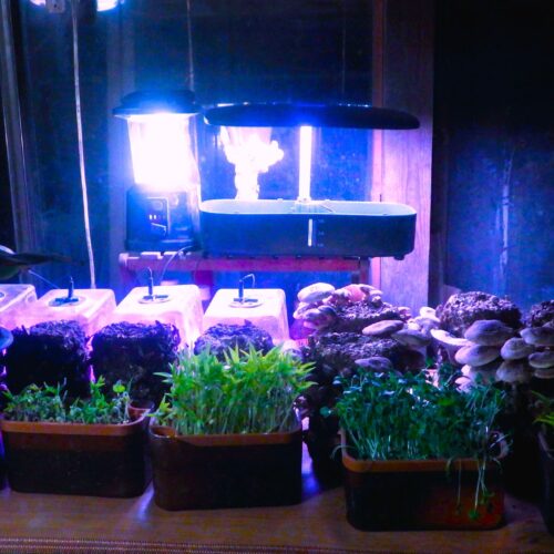 仕事を終え、風呂で全身の汚れを大きなタワシでごごし落としてから飲む安物ワイン、その心地よき酔いの中で眺める情景。畳1枚サイズの電気カーペット。そこに並ぶバナナ、キノコ、イチゴ、カイワレ大根、それらが照明に浮かぶ。