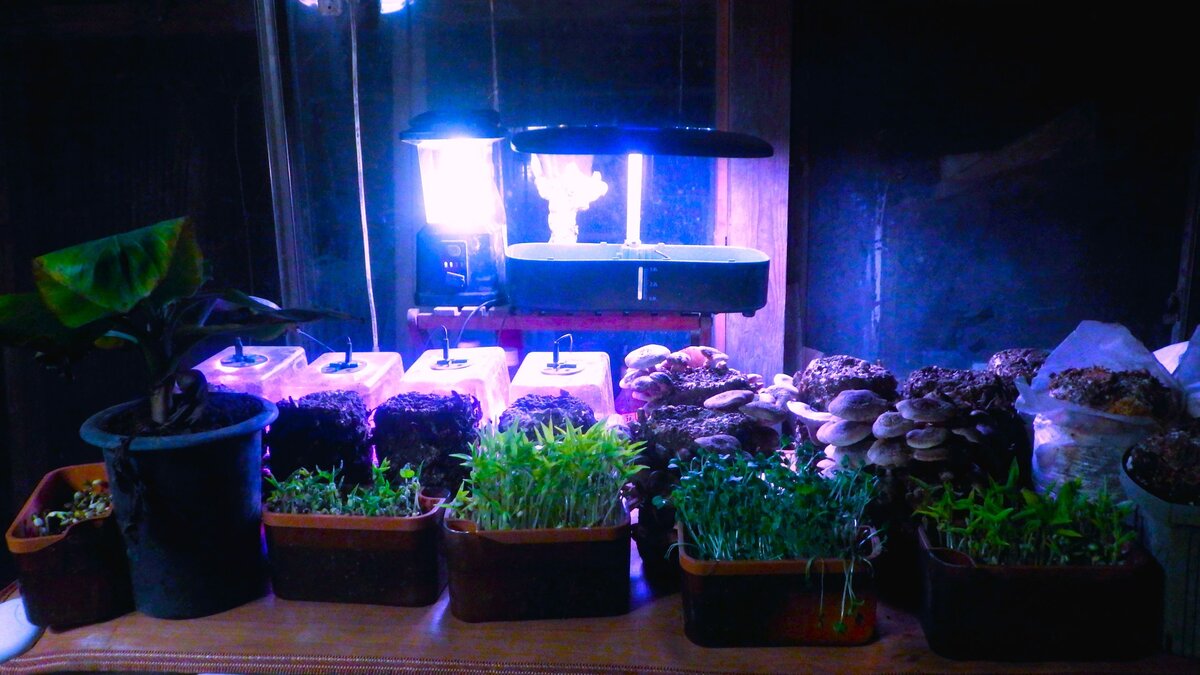 仕事を終え、風呂で全身の汚れを大きなタワシでごごし落としてから飲む安物ワイン、その心地よき酔いの中で眺める情景。畳1枚サイズの電気カーペット。そこに並ぶバナナ、キノコ、イチゴ、カイワレ大根、それらが照明に浮かぶ。