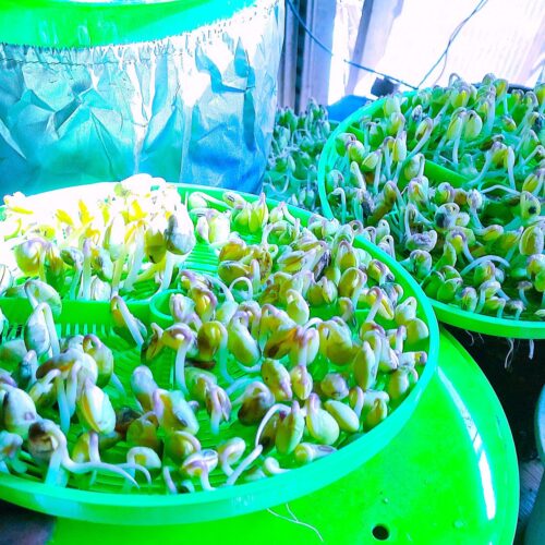 セットしてから5日でできあがったモヤシである。お客さんに出すものは、これを水洗いして薄皮を取り除く。マメが欠けているものもハネル。けっこうな手間である。