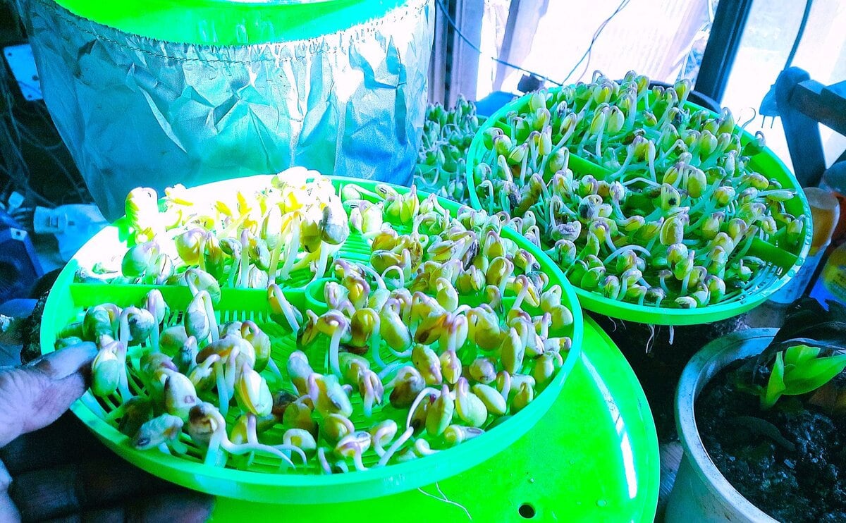 セットしてから5日でできあがったモヤシである。お客さんに出すものは、これを水洗いして薄皮を取り除く。マメが欠けているものもハネル。けっこうな手間である。