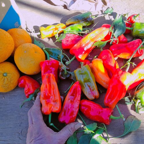 ピーマン。これまでの記録では12月30日が最終の収穫だった。それが新記録。まだ収穫は続いている。