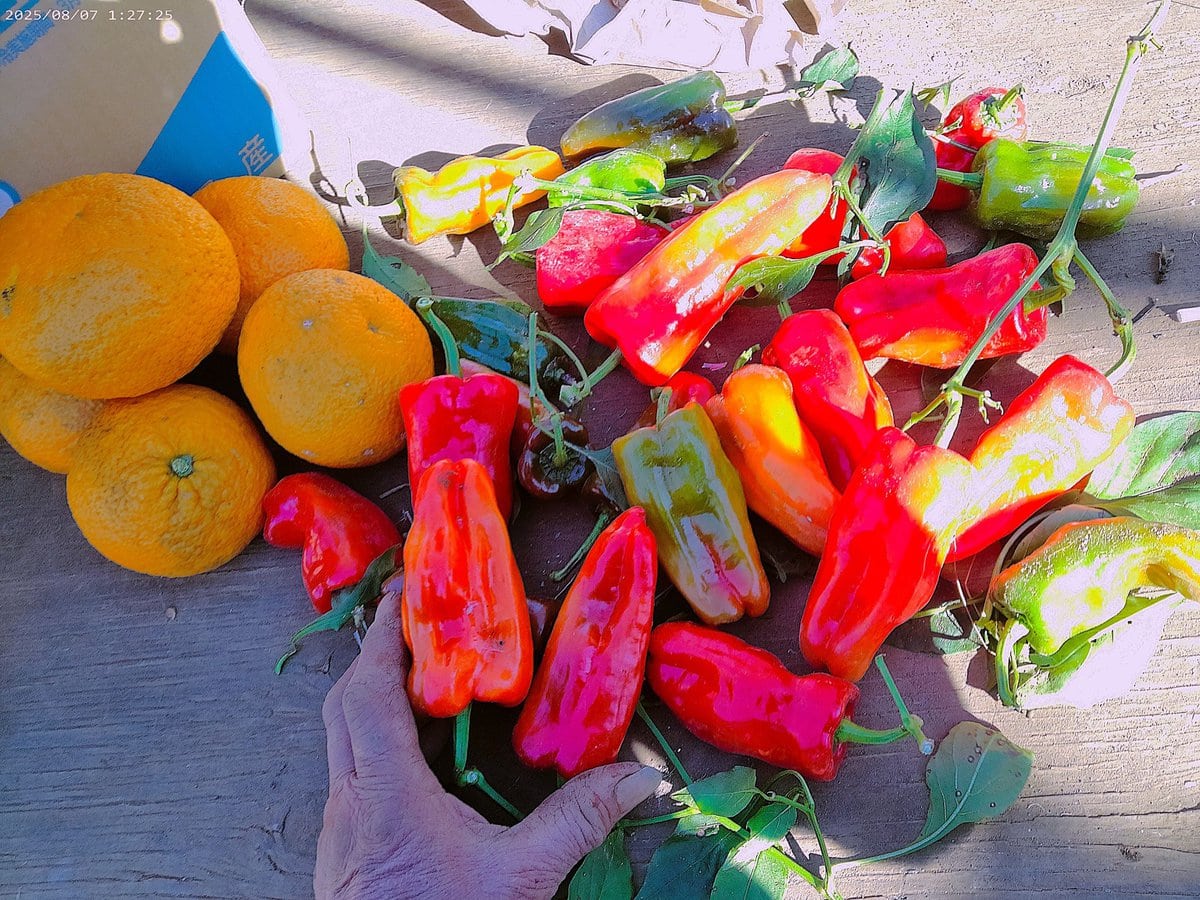 ピーマン。これまでの記録では12月30日が最終の収穫だった。それが新記録。まだ収穫は続いている。