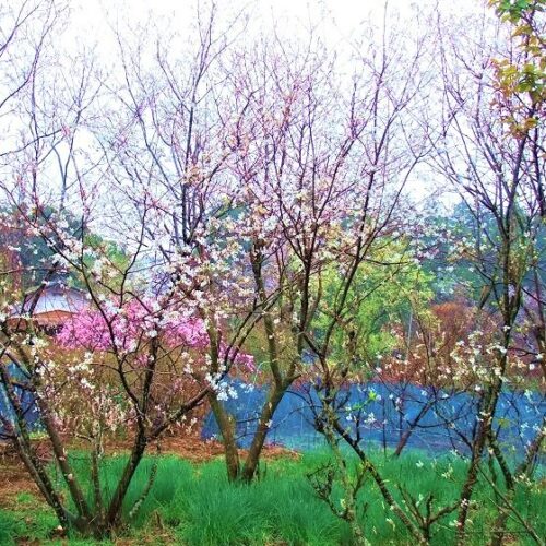 葉が橙色に染まった晩秋のポポー、土の下から顔を出したフキノトウ、そして、梅、桃、桜の花