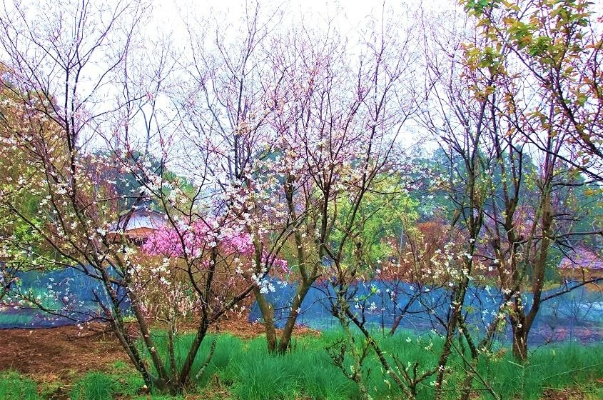 葉が橙色に染まった晩秋のポポー、土の下から顔を出したフキノトウ、そして、梅、桃、桜の花