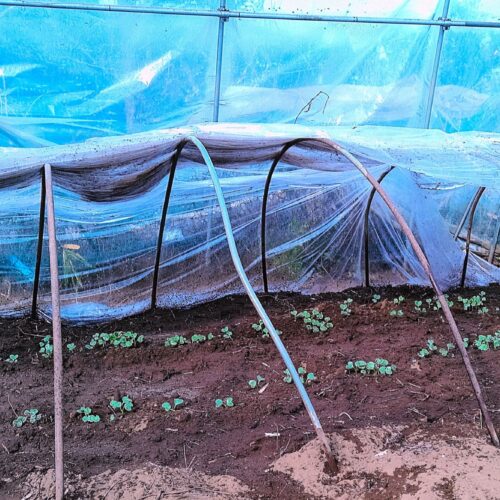 元日にまいた大根。ビニールハウスの中に、さらにビニールトンネルを仕立ててある