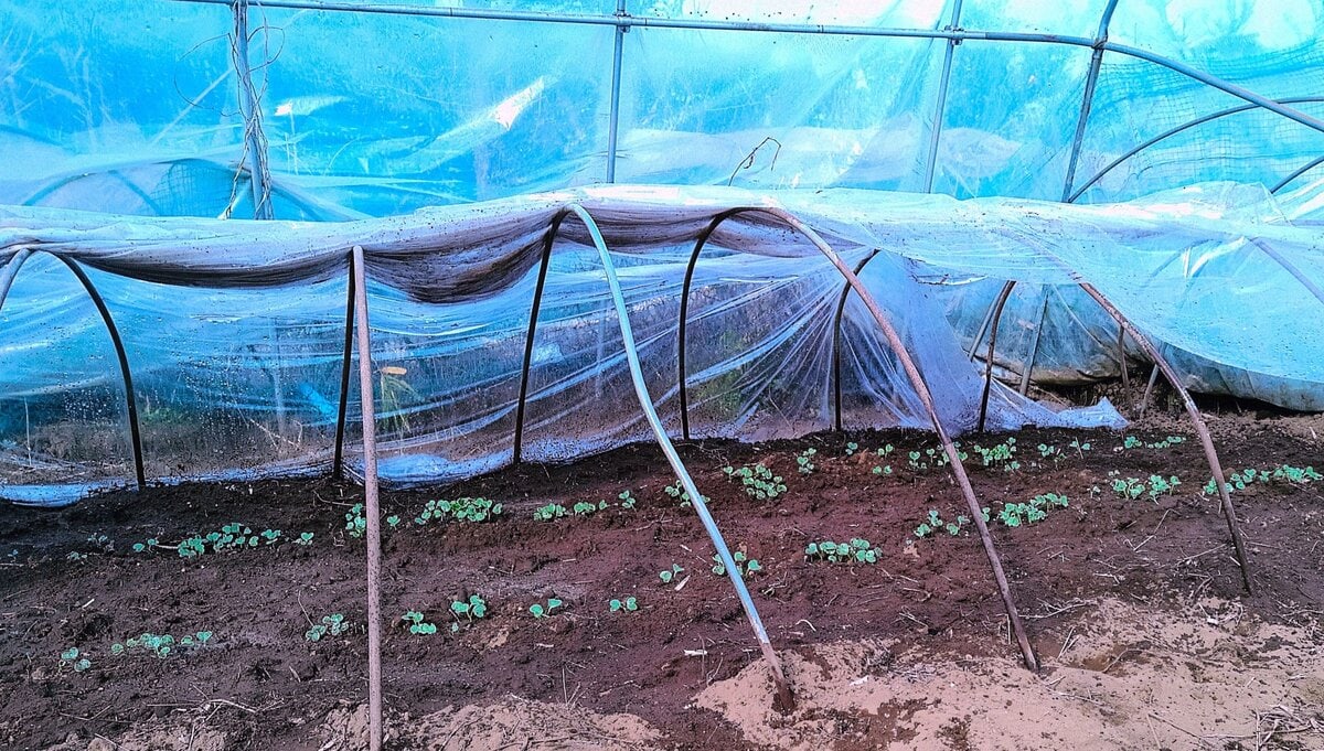 元日にまいた大根。ビニールハウスの中に、さらにビニールトンネルを仕立ててある