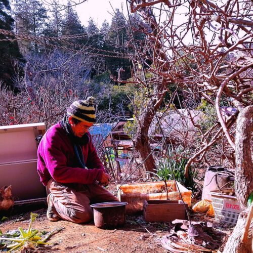 大豆モヤシ作りに励んでいる。畑から株ごと収穫したものを叩く、しごく。そこから傷もの、小さいものを選び出し、捨てる。選別した良品を数時間ぬるま湯に漬けてからモヤシ製造マシーン仕掛ける。