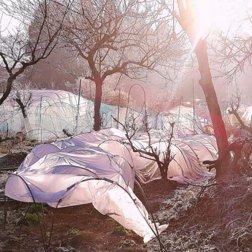 ビニールの中にはキャベツが80株ほどある。無防備だと収穫は3月から。それを2月に早めるためビニールで覆ってあるのだが、そこに差し込む光が僕に春遠からずの喜びをもたらす。