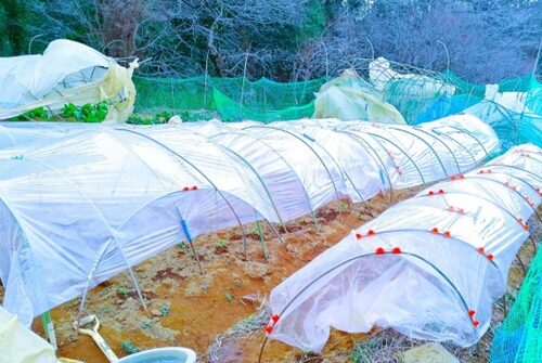 上の部分にほぼ全壊したビニールハウスが3つ小さく見える。そこにあるのはエンドウ、ブロッコリー、チンゲン菜。今日はニワトリたちも吹き飛ぶほどの強風ゆえ遠出せずキウイの下にかたまっているが、明日もし風が止んだらブロッコリーとチンゲン菜は食い荒らされること間違いなしだ。