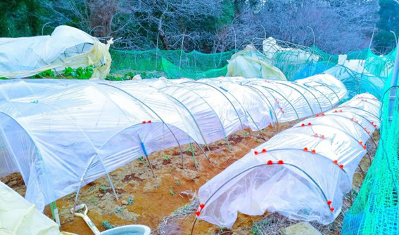 上の部分にほぼ全壊したビニールハウスが3つ小さく見える。そこにあるのはエンドウ、ブロッコリー、チンゲン菜。今日はニワトリたちも吹き飛ぶほどの強風ゆえ遠出せずキウイの下にかたまっているが、明日もし風が止んだらブロッコリーとチンゲン菜は食い荒らされること間違いなしだ。