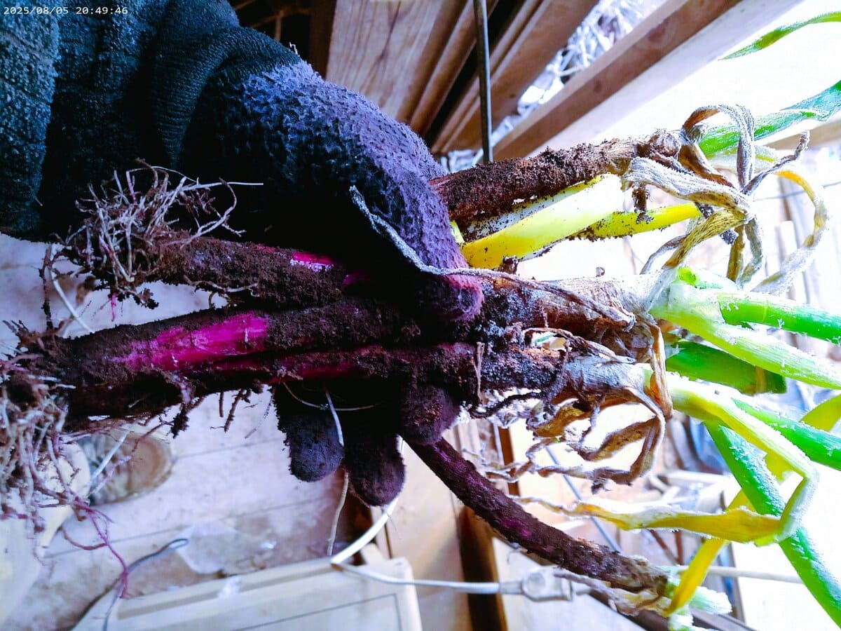 ネギ。鉄の棒みたい。殴ったら相手にかなりの傷を負わせるくらい硬く凍りついているのである。