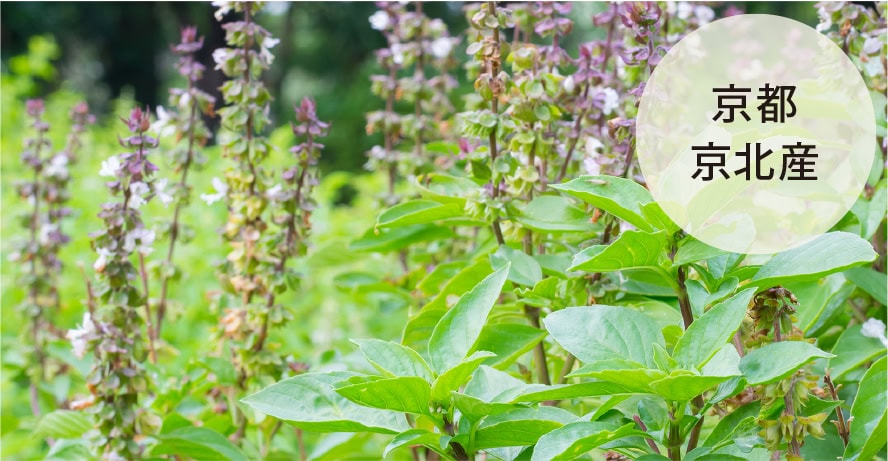 京都京北産のホーリーバジルを原料に使用しています。