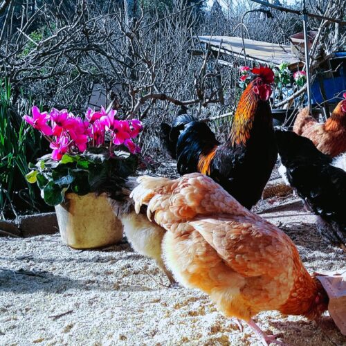 普通の養鶏場では産卵率が低下する2歳くらいで肉にされる