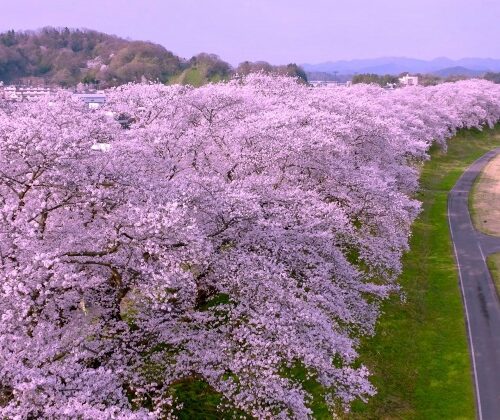 日本最大級で頭上を覆い尽くす足羽川沿い約2.2kmの桜のトンネル