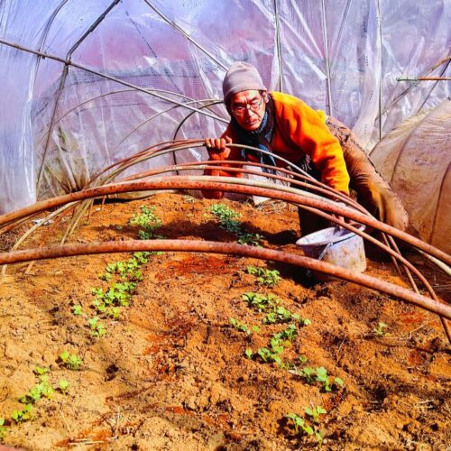 元日にまいた大根。そろそろ1回目の間引きをやろう。間引き菜は5センチくらい。