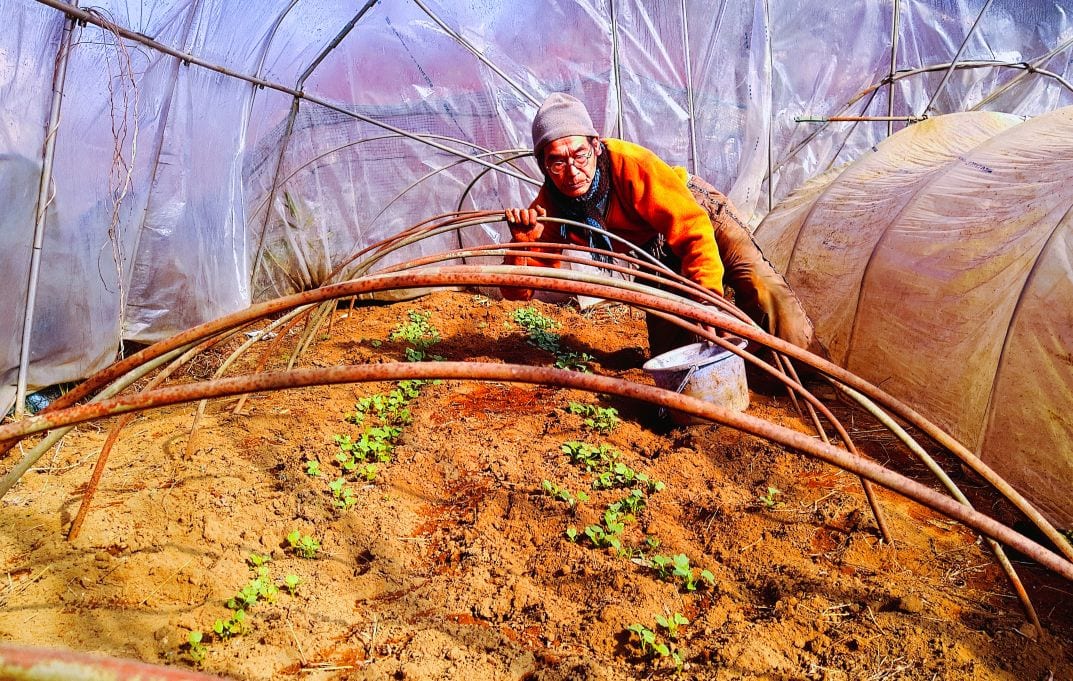 元日にまいた大根。そろそろ1回目の間引きをやろう。間引き菜は5センチくらい。