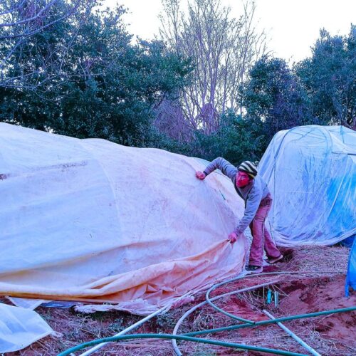 キビシイ寒さの中での夕暮れ、防寒シートを掛ける