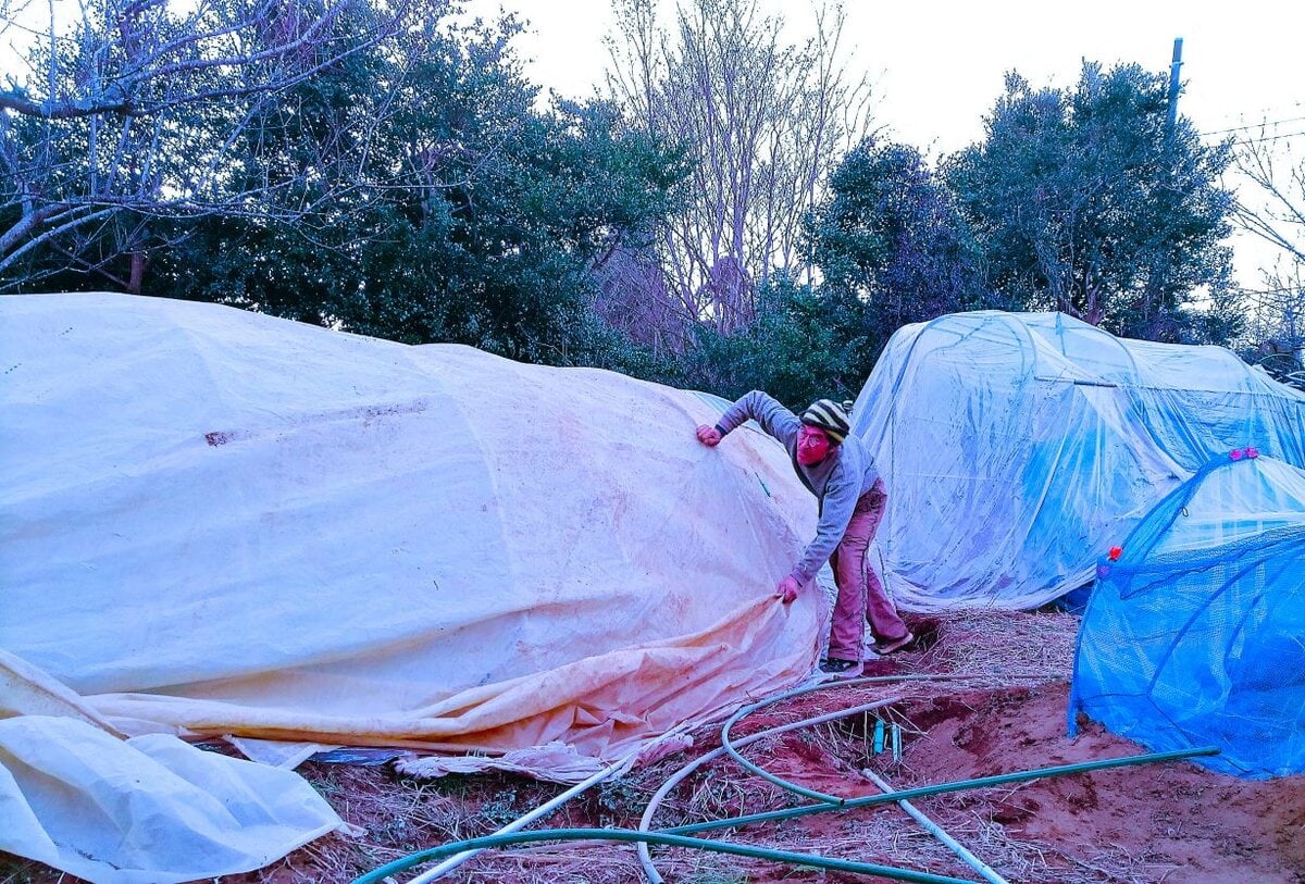 キビシイ寒さの中での夕暮れ、防寒シートを掛ける