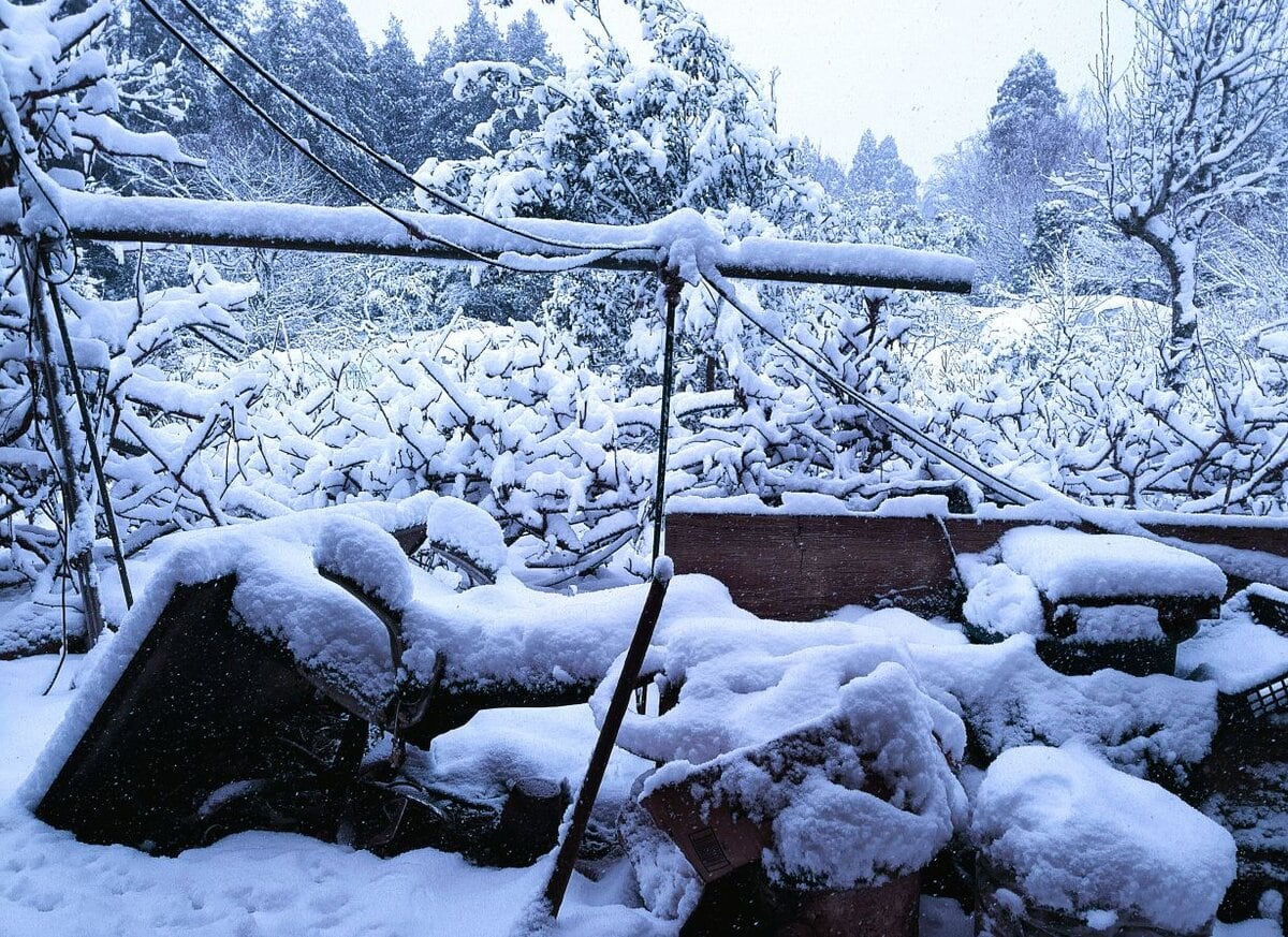 雪そのものよりも、農家の僕には日が照らないということが辛い