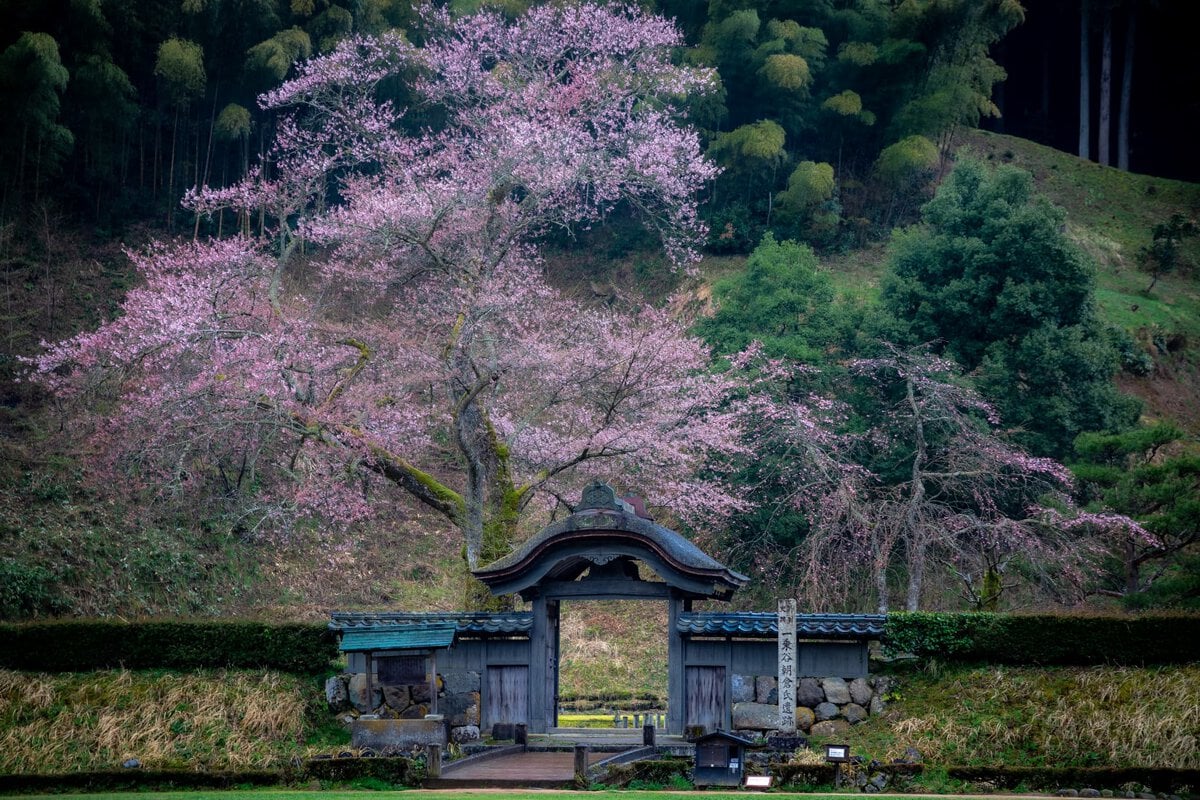 新幹線でダイレクトアクセス。歴史薫る「乗谷」の春の共演。朝倉氏遺跡