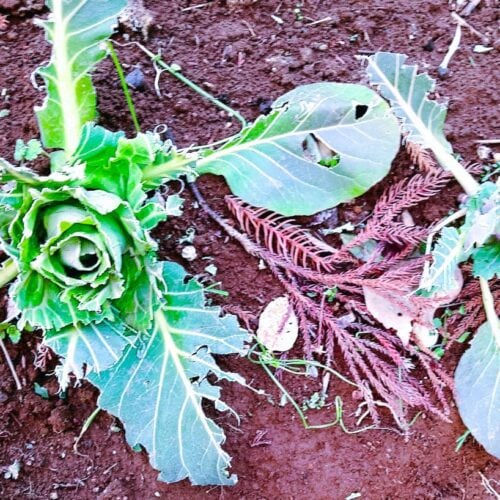 ここ1週間、ほぼ連日、野鳥からの野菜防御に腐心している。最初の被害は昨年末のキャベツ