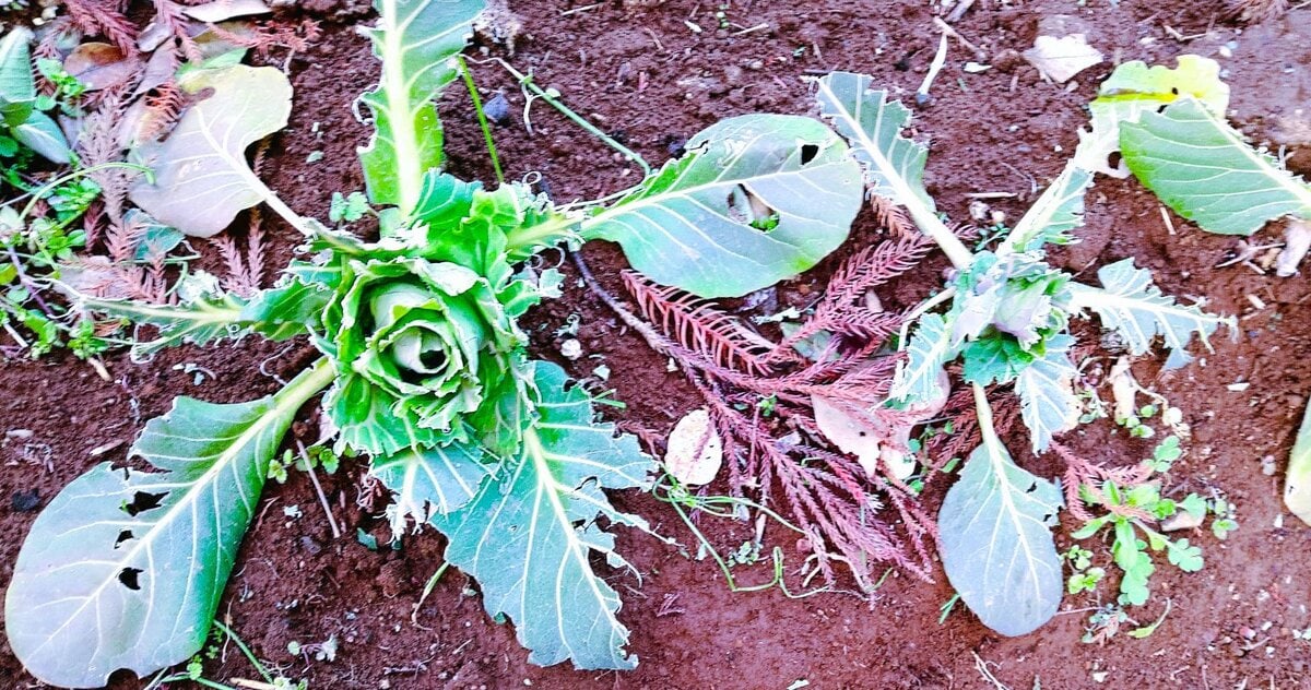 ここ1週間、ほぼ連日、野鳥からの野菜防御に腐心している。最初の被害は昨年末のキャベツ