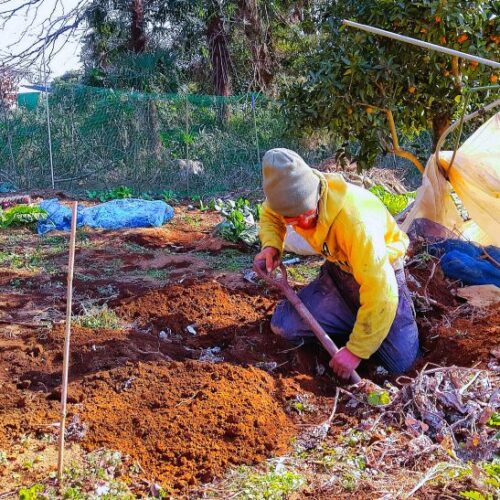 偶然か必然か/自給自足を夢見て脱サラ農家42年(82)【千葉県八街市】