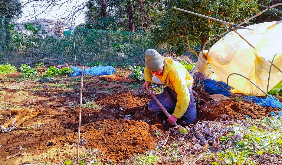 地下にはびこっている雑草退治、それと、たまっているサトイモの親芋を埋め込む作業を兼ね、長くて深い穴を掘る