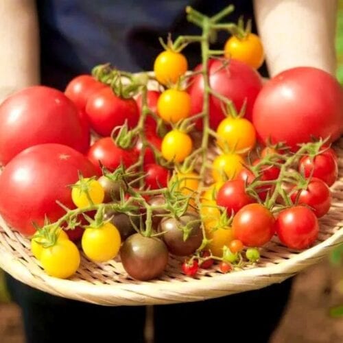 岐阜県飛騨市の名産品「飛騨トマト」