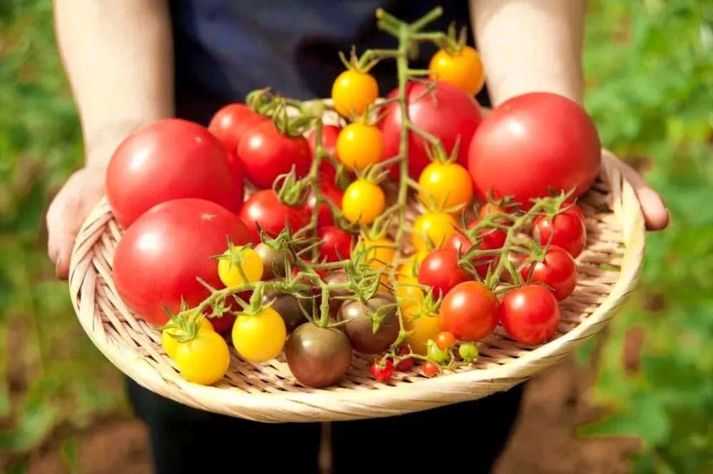 岐阜県飛騨市の名産品「飛騨トマト」