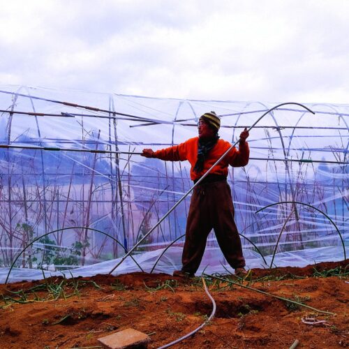 ビニールトンネルで優秀な発芽を見せているタアサイ
