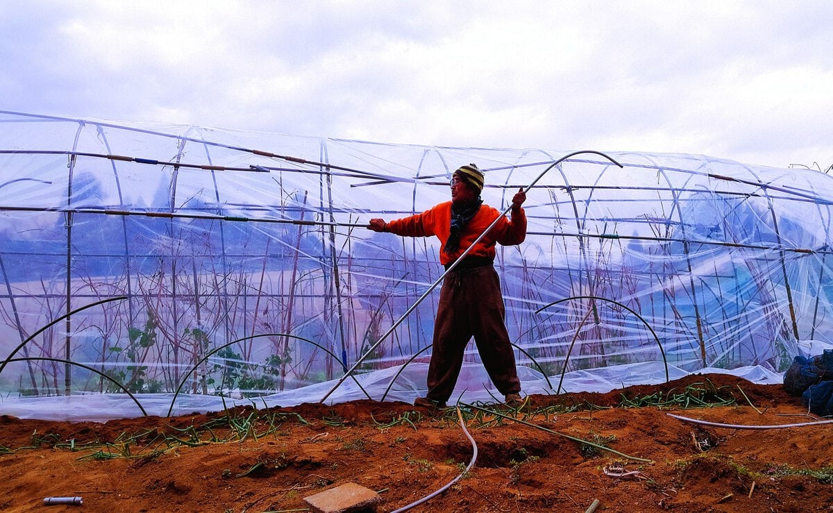 ビニールトンネルで優秀な発芽を見せているタアサイ
