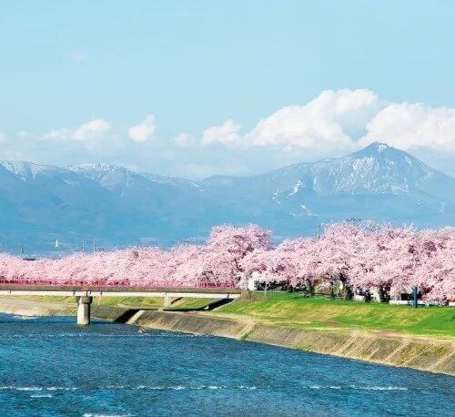 福島県会津美里町「宮川の千本桜」