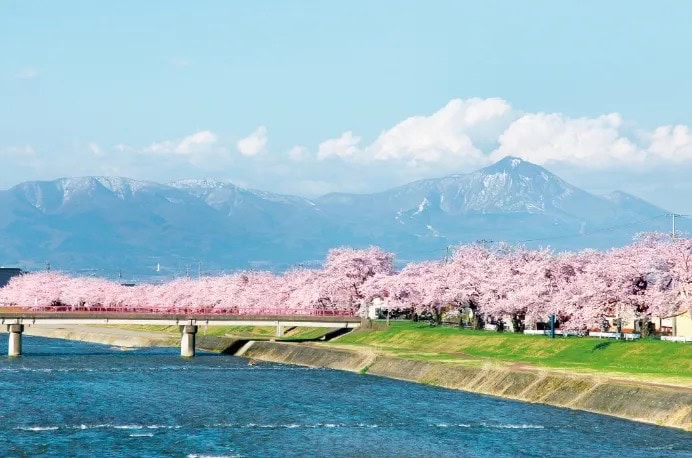 福島県会津美里町「宮川の千本桜」
