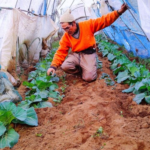 タアサイを移植する作業