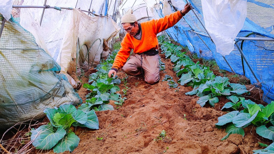 タアサイを移植する作業