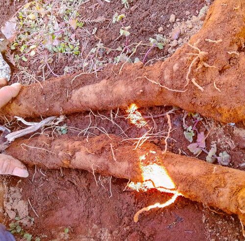 1本のゴボウを収穫するために深さ60センチの穴を根気よく掘る