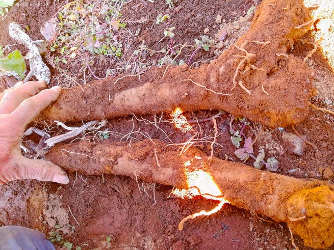 1本のゴボウを収穫するために深さ60センチの穴を根気よく掘る