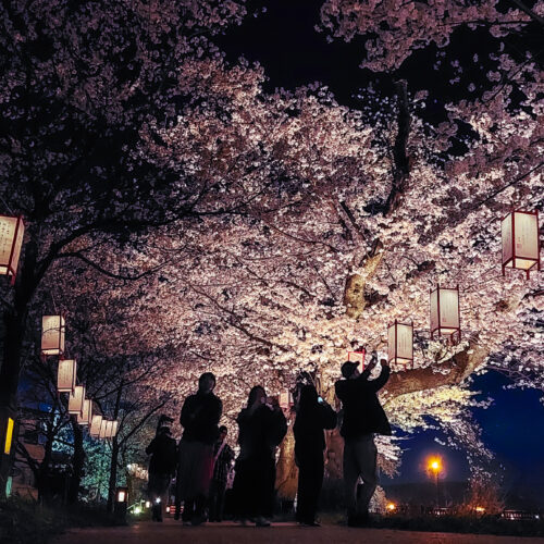 【2026年最新】おしゃれなお花見ガイド|ふくい桜まつりは2.2kmの圧巻桜トンネル×夜桜ライトアップ×福井グルメ!北陸新幹線で出会う春絶景