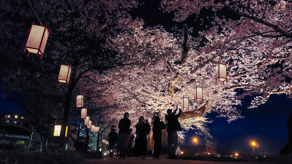 街中が桜色に染まるふくい桜まつりのまちなかライトアップとランタンナイト