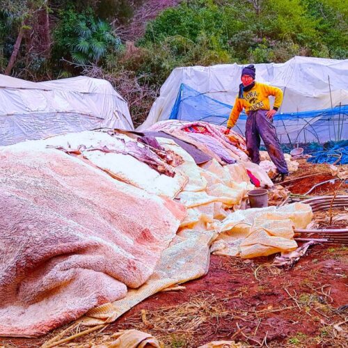 野菜の防寒シートを掛けたり外したりの日々を淡々と送っている