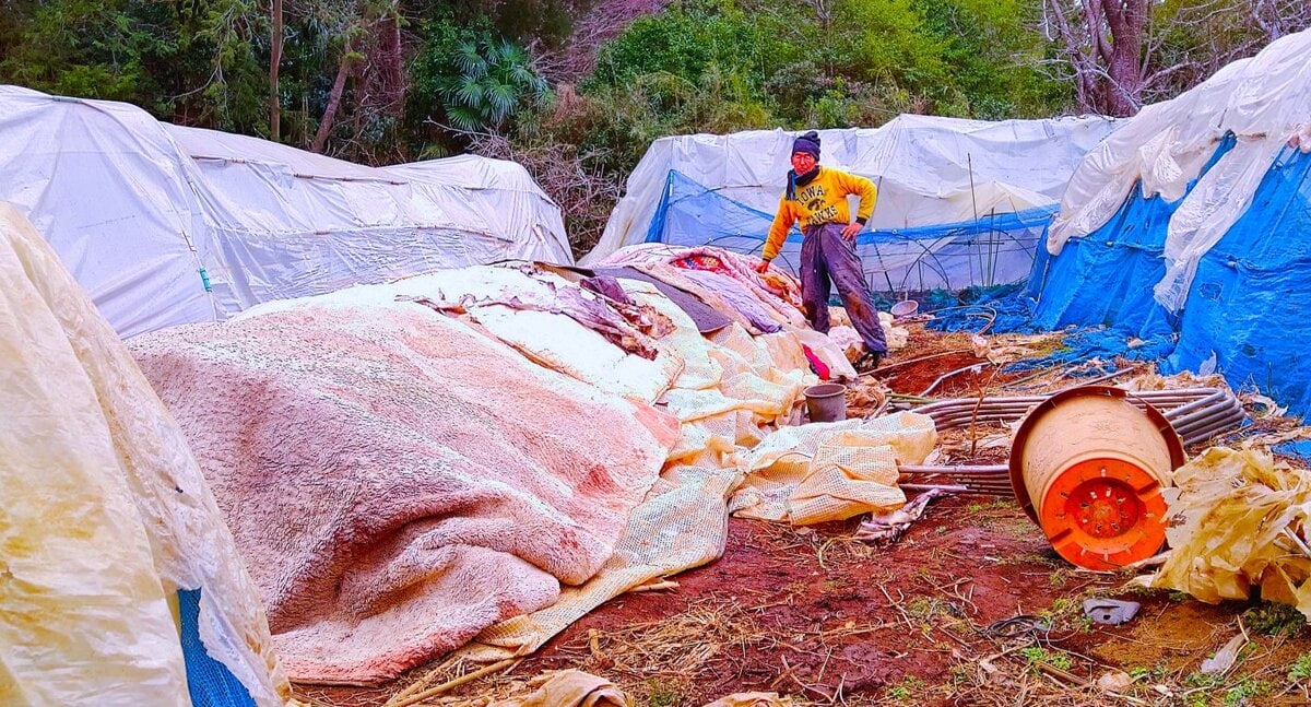 野菜の防寒シートを掛けたり外したりの日々を淡々と送っている