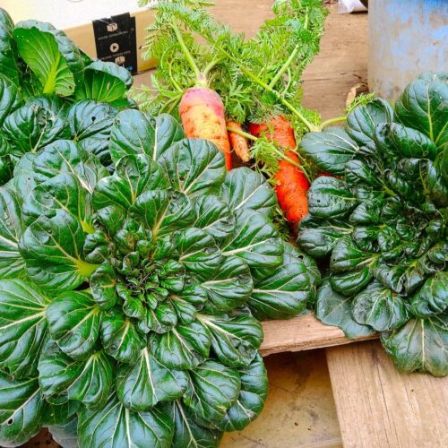 野菜はそれぞれ寒さに対する抵抗力を備えているが、とりわけ耐寒性が強いのがこのタアサイだ