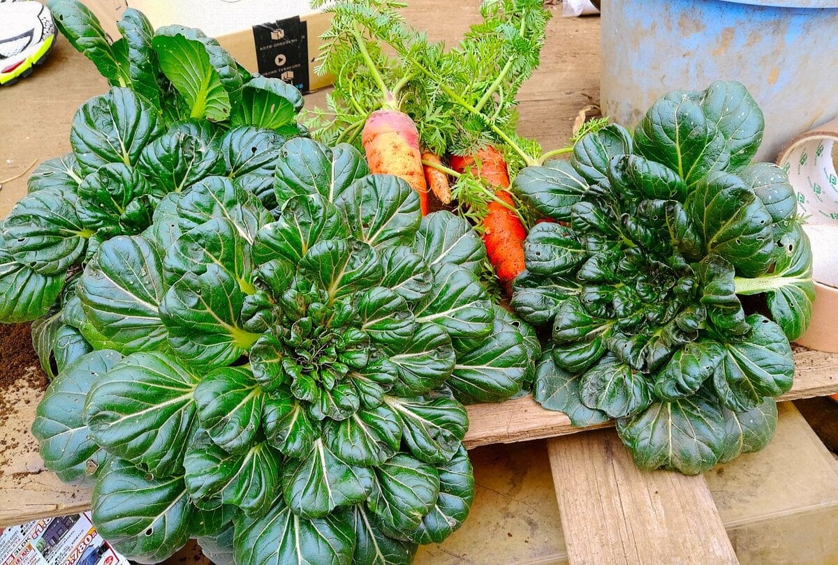 野菜はそれぞれ寒さに対する抵抗力を備えているが、とりわけ耐寒性が強いのがこのタアサイだ
