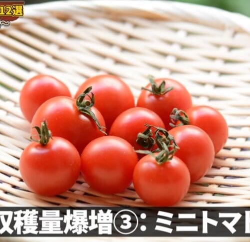 ミニトマト