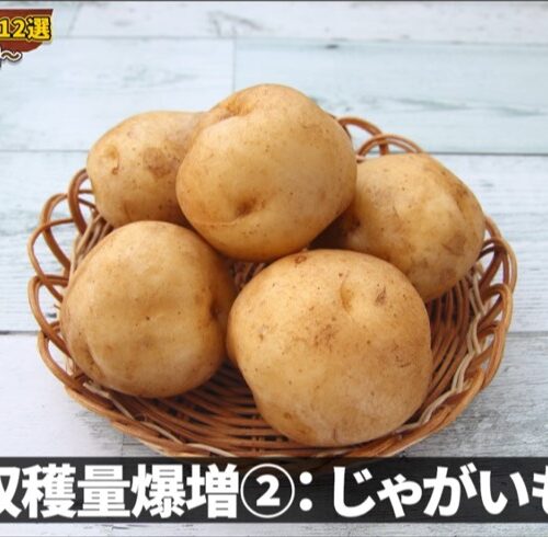 じゃがいも