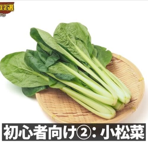 小松菜